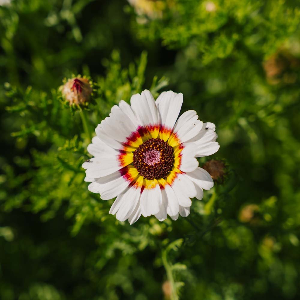 Okseøje frø 'Mix' - 250 Økologiske Frø