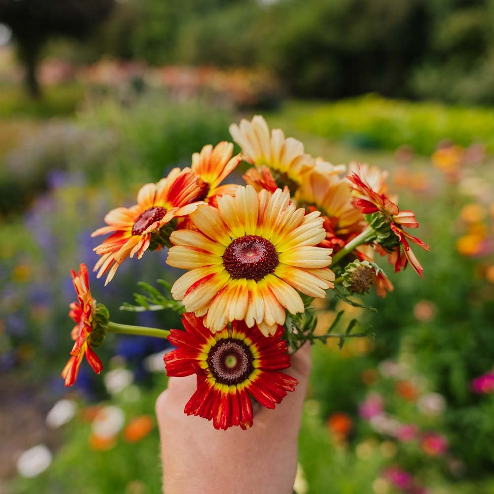 Okseøje frø 'Mix' - 250 Økologiske Frø