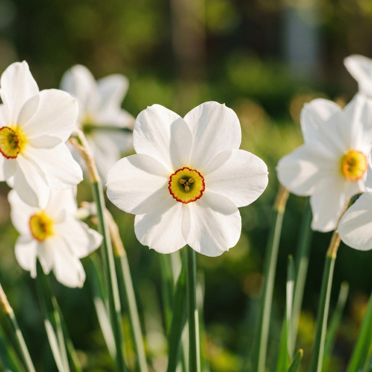 Påskelilje, Narcissus 'Actea'