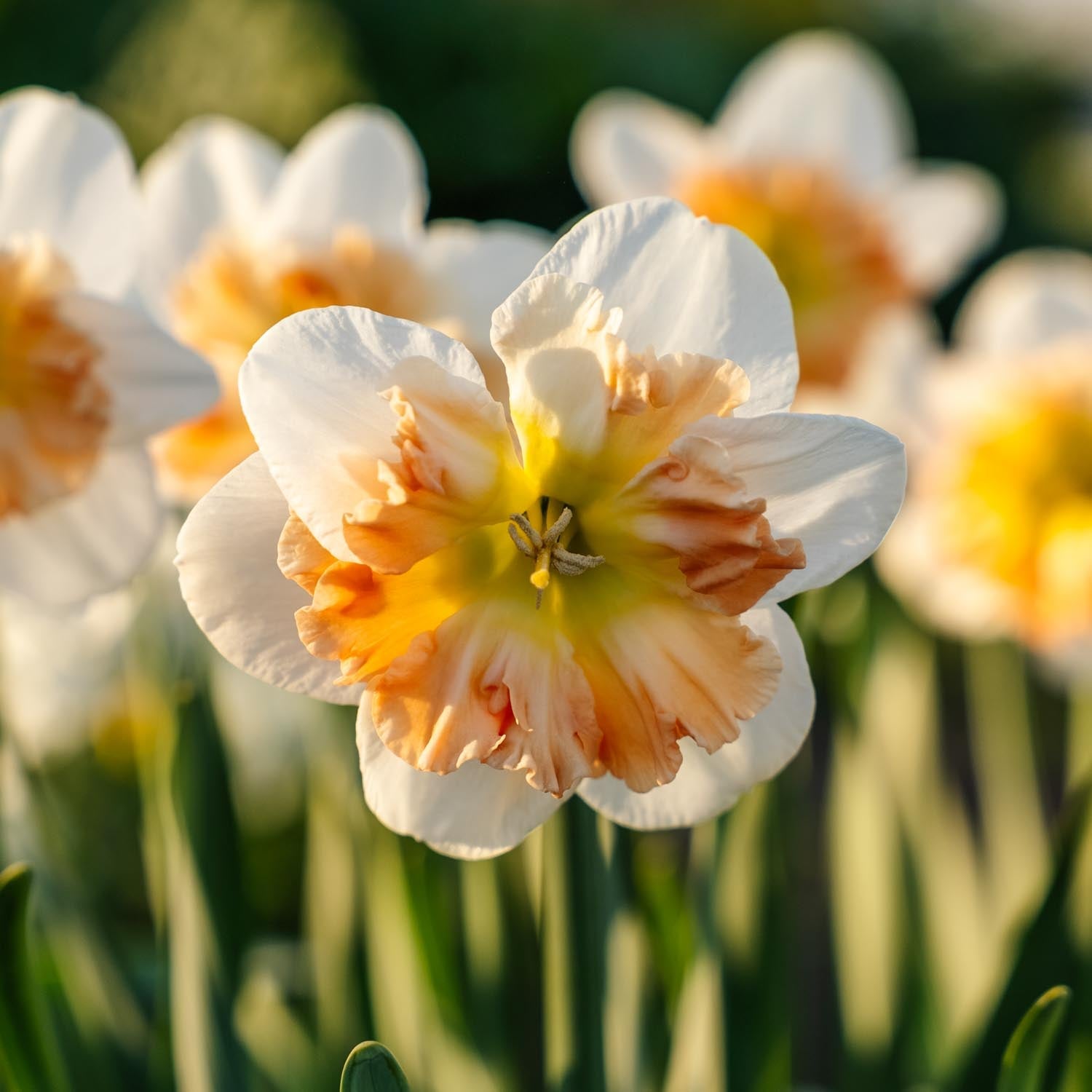 Påskelilje, Narcissus 'Apple Pie'