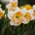 Påskelilje, Narcissus 'Apple Pie'