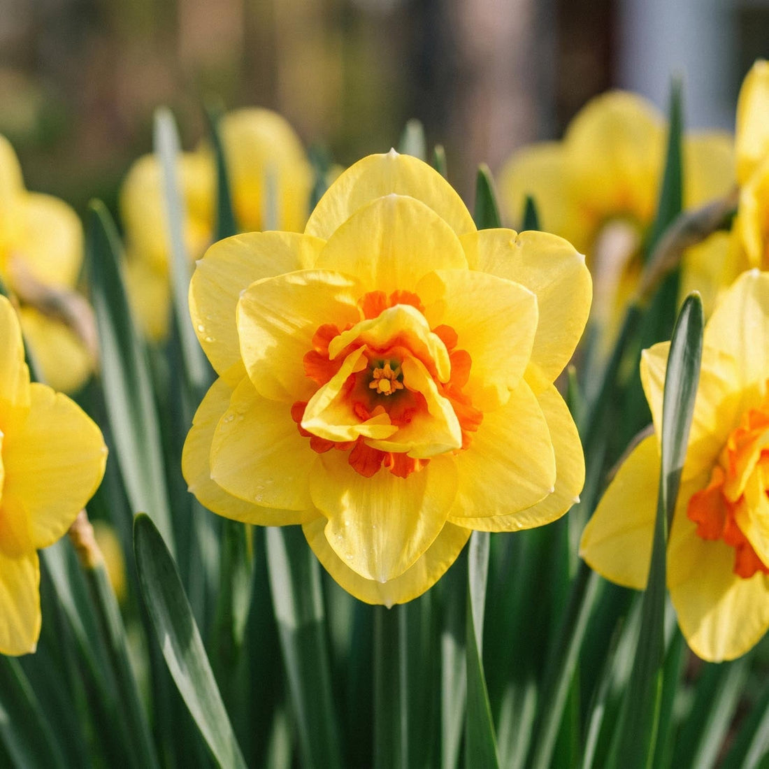 Påskelilje, Narcissus 'Ascot'