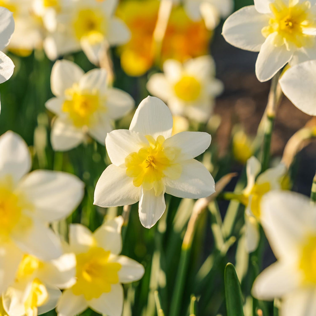 Påskelilje, Narcissus 'Bella Estrella'