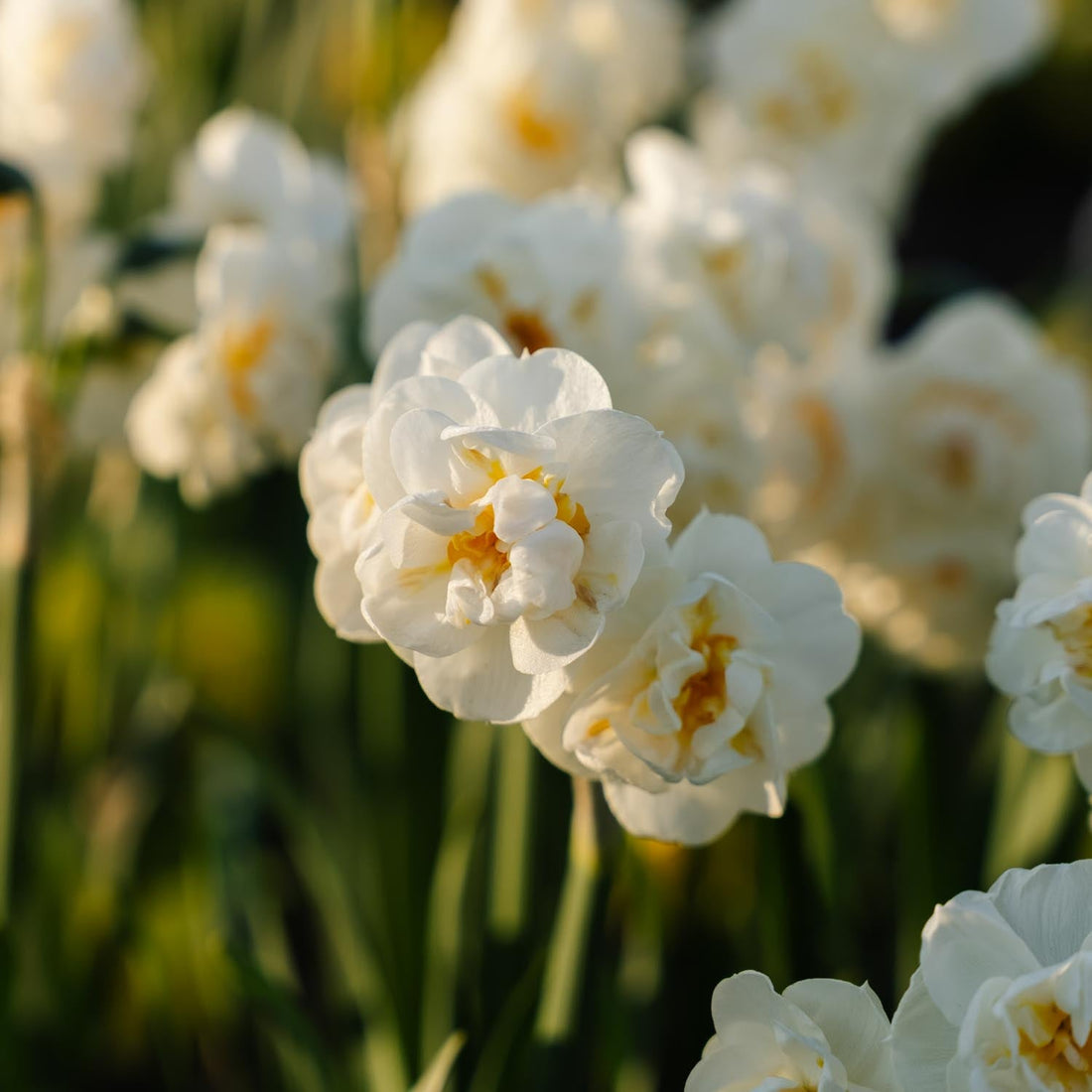 Påskelilje, Narcissus 'Bridal Crown'