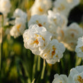 Påskelilje, Narcissus 'Bridal Crown'