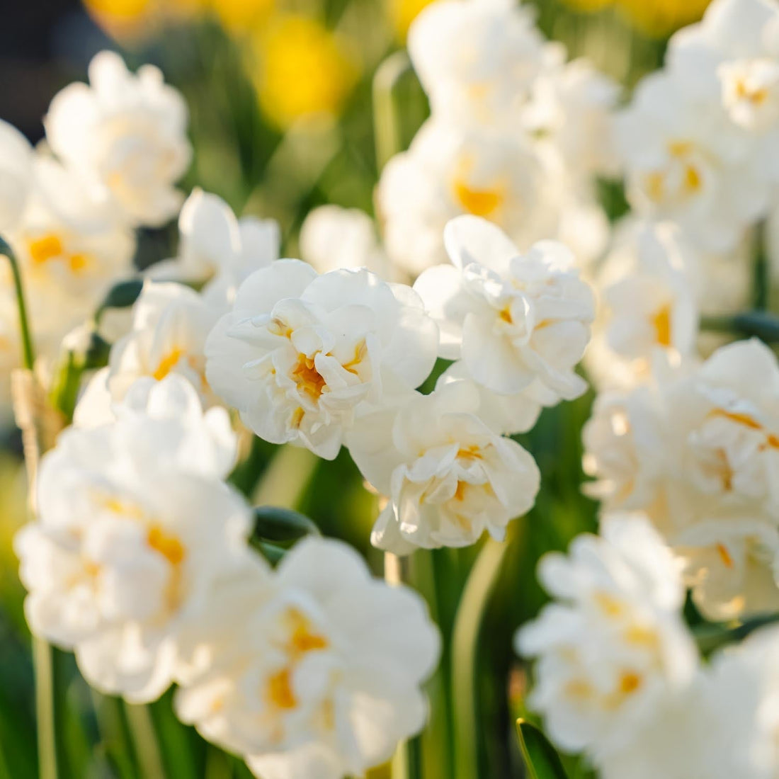 Påskelilje, Narcissus 'Bridal Crown'