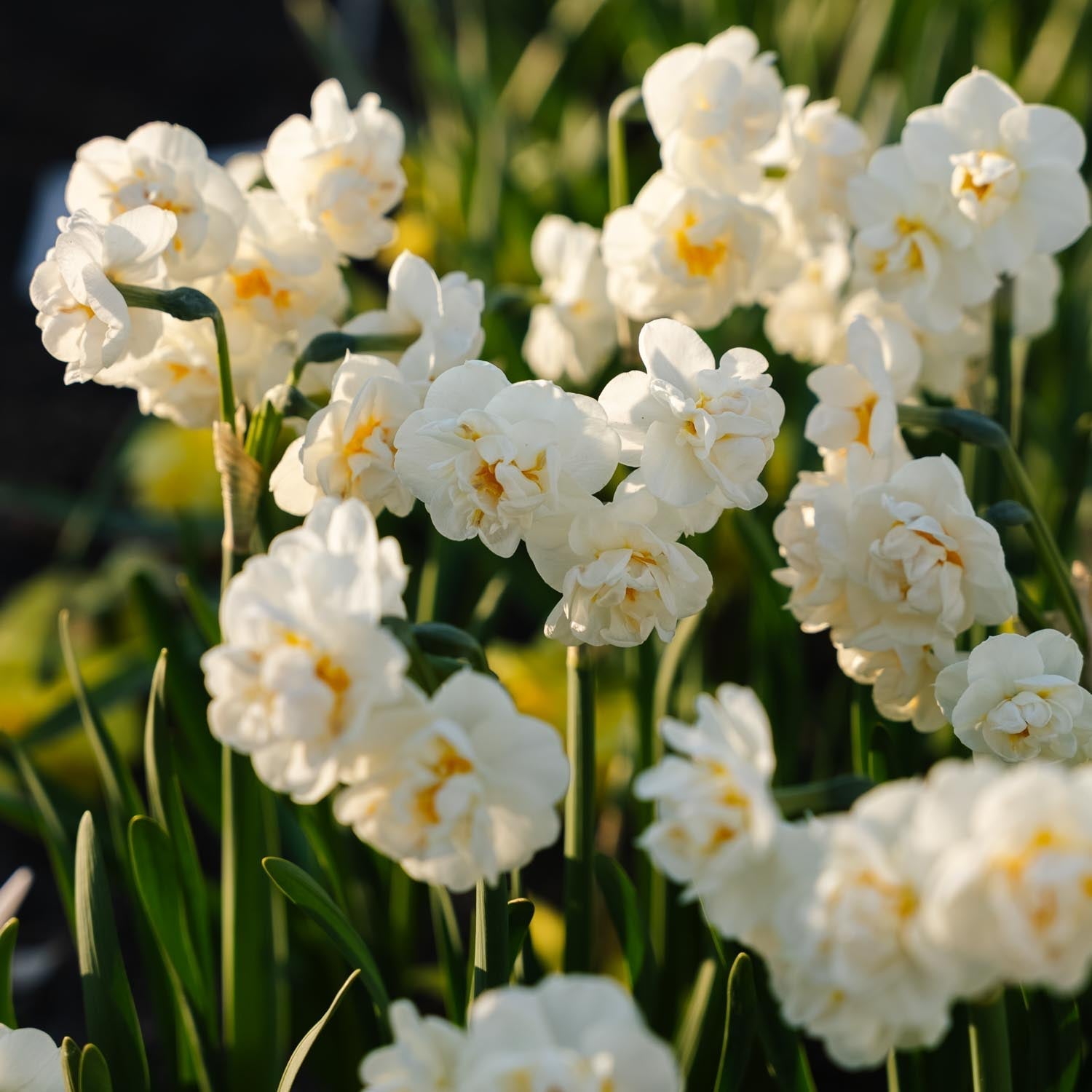 Påskelilje, Narcissus 'Bridal Crown'