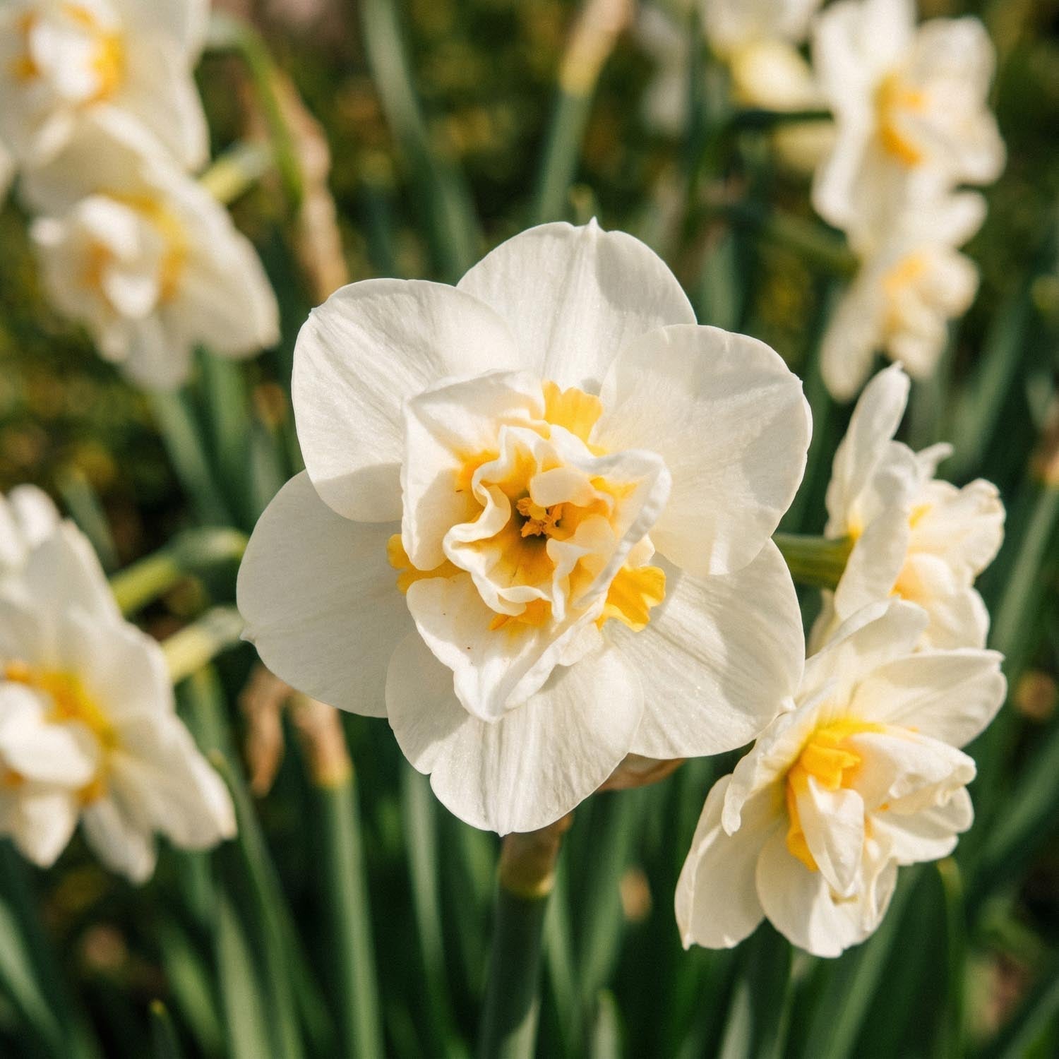 Påskelilje, Narcissus 'Cheerfulness'