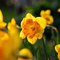 Påskelilje, Narcissus 'Congress'