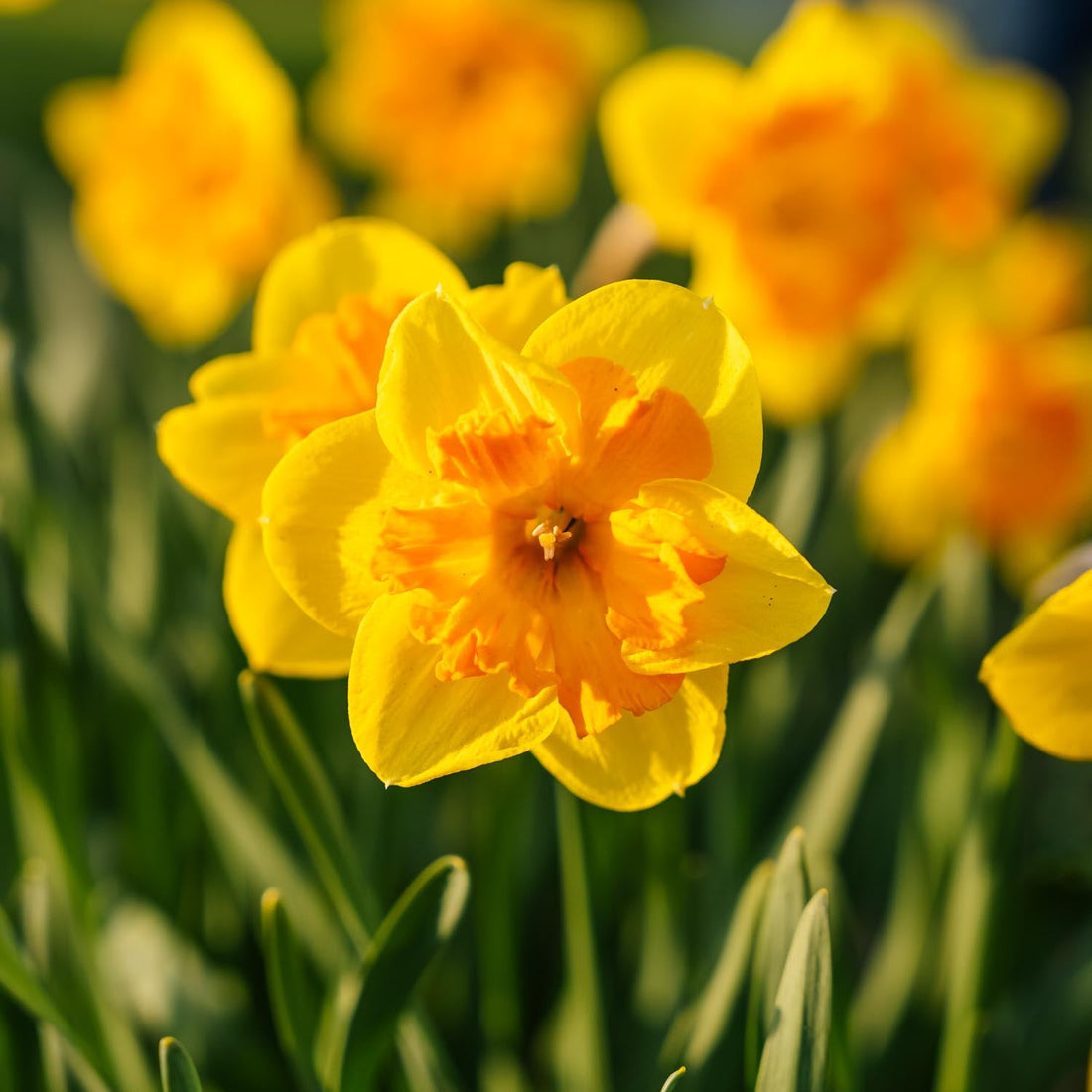 Påskelilje, Narcissus 'Congress'
