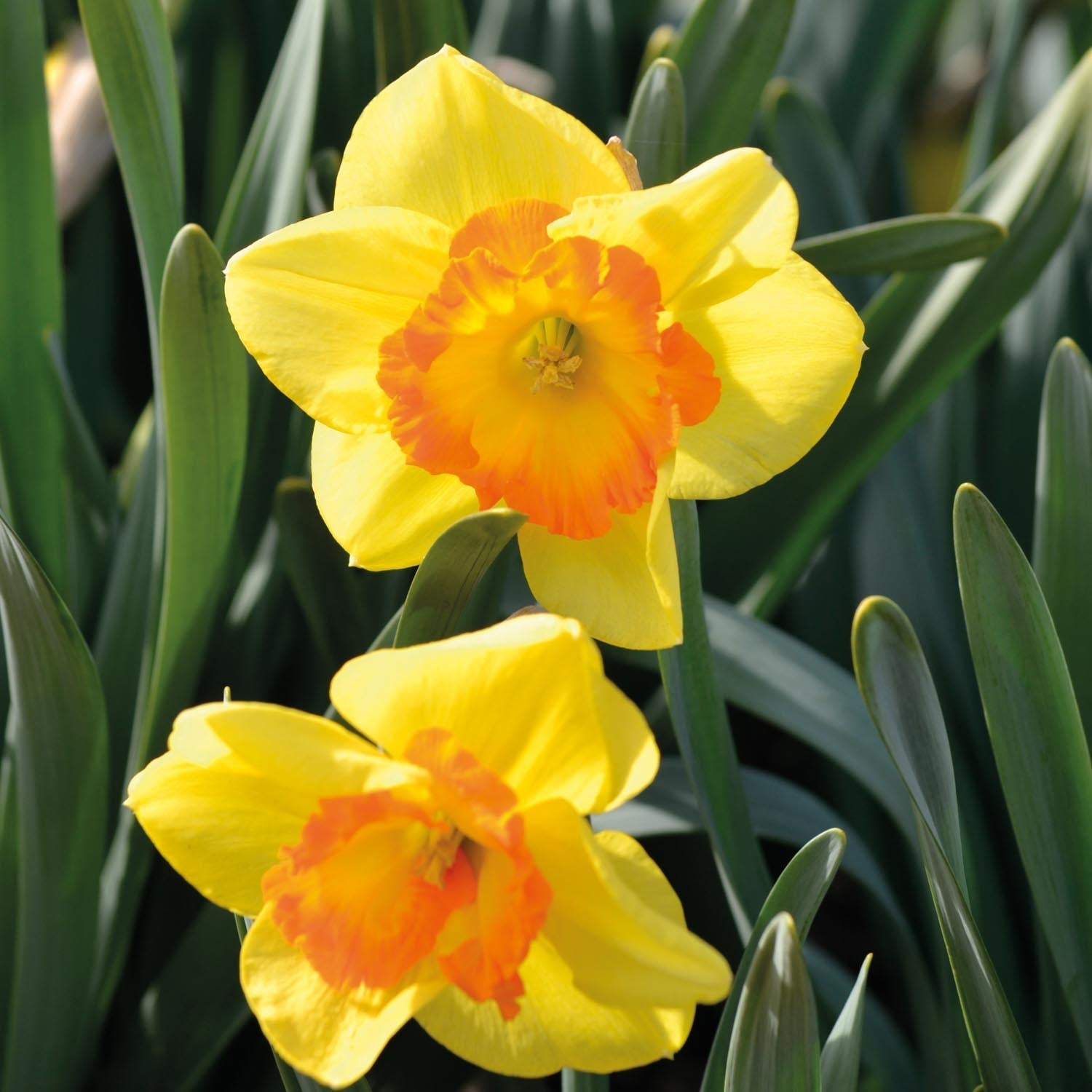 Påskelilje, Narcissus 'Delibes'
