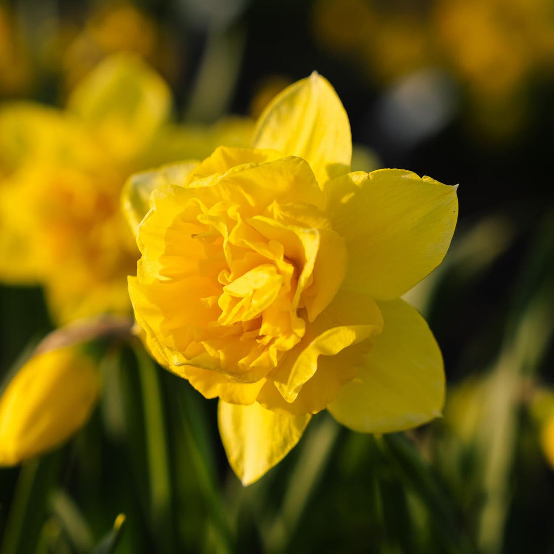 Påskelilje, Narcissus 'Dick Wilden'