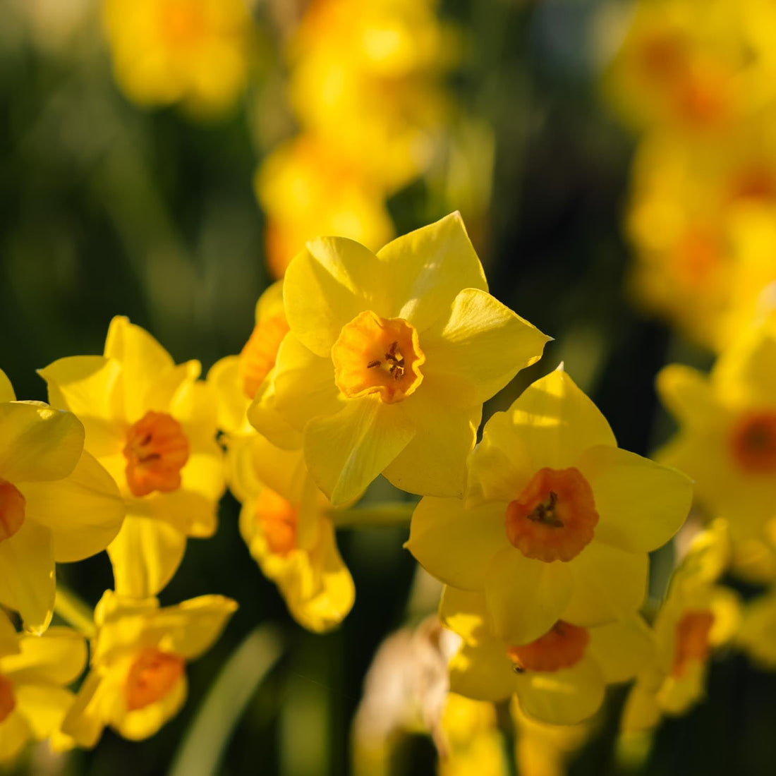 Påskelilje, Narcissus 'Falconet'