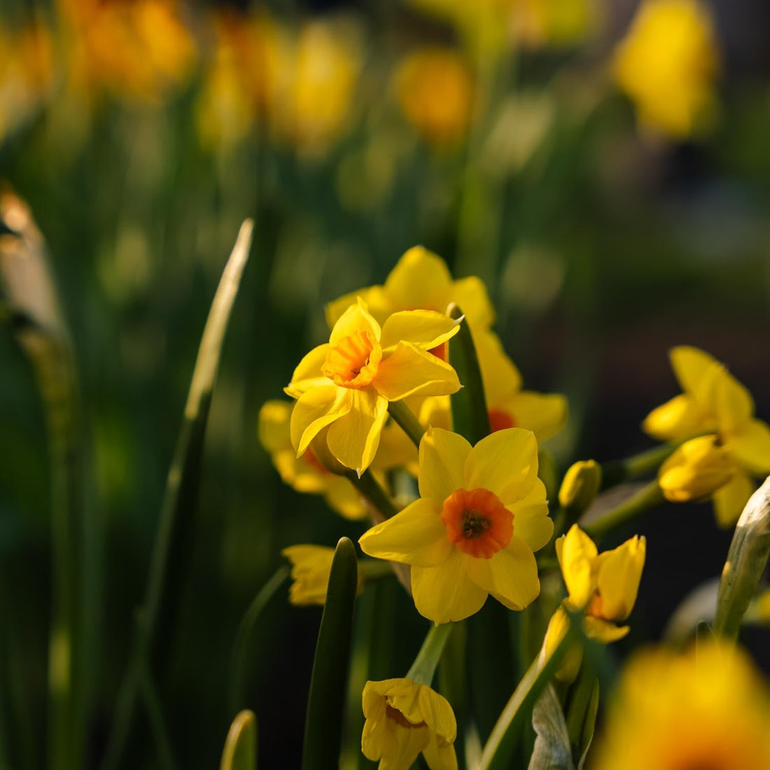 Påskelilje, Narcissus 'Falconet'