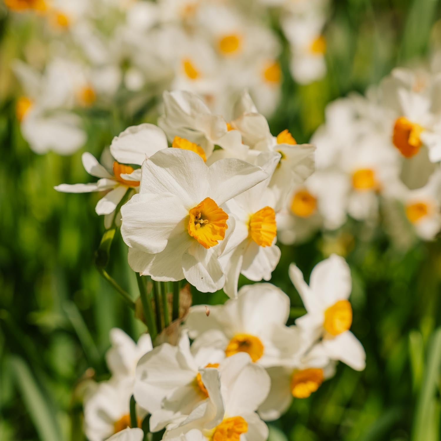 Påskelilje, Narcissus 'Geranium'