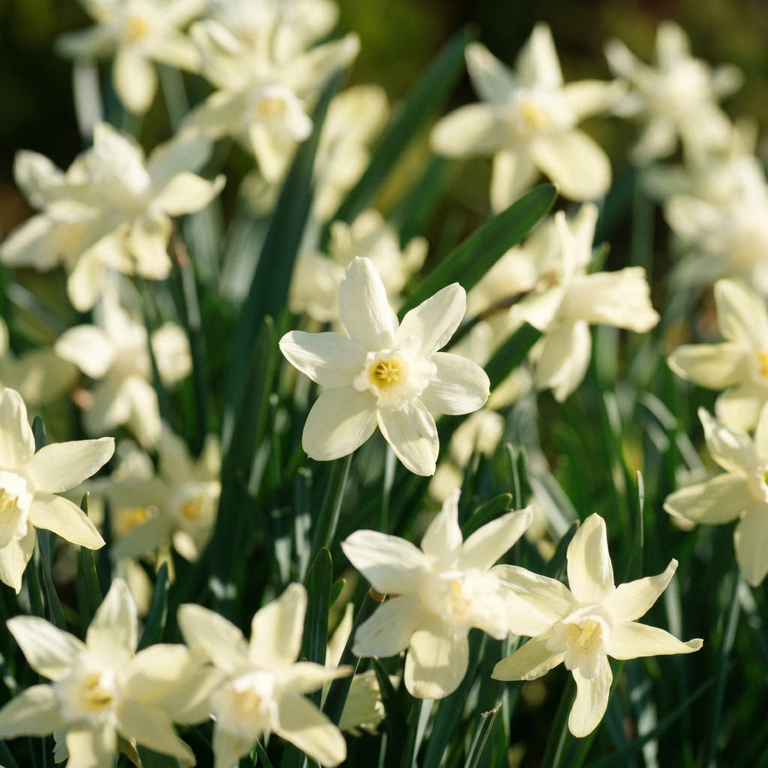 Påskelilje, Narcissus 'Iwona'