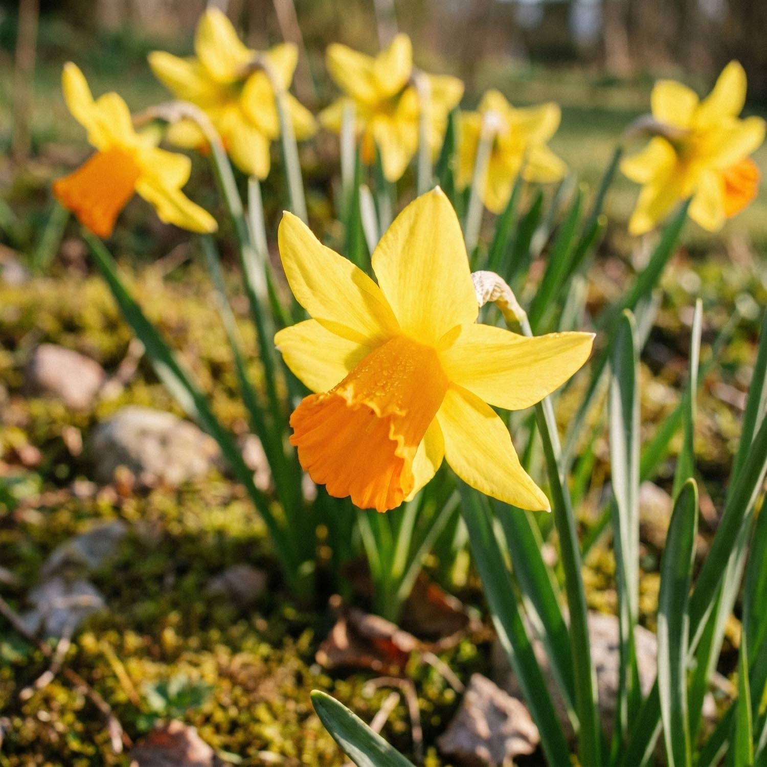 Påskelilje, Narcissus 'Jetfire'
