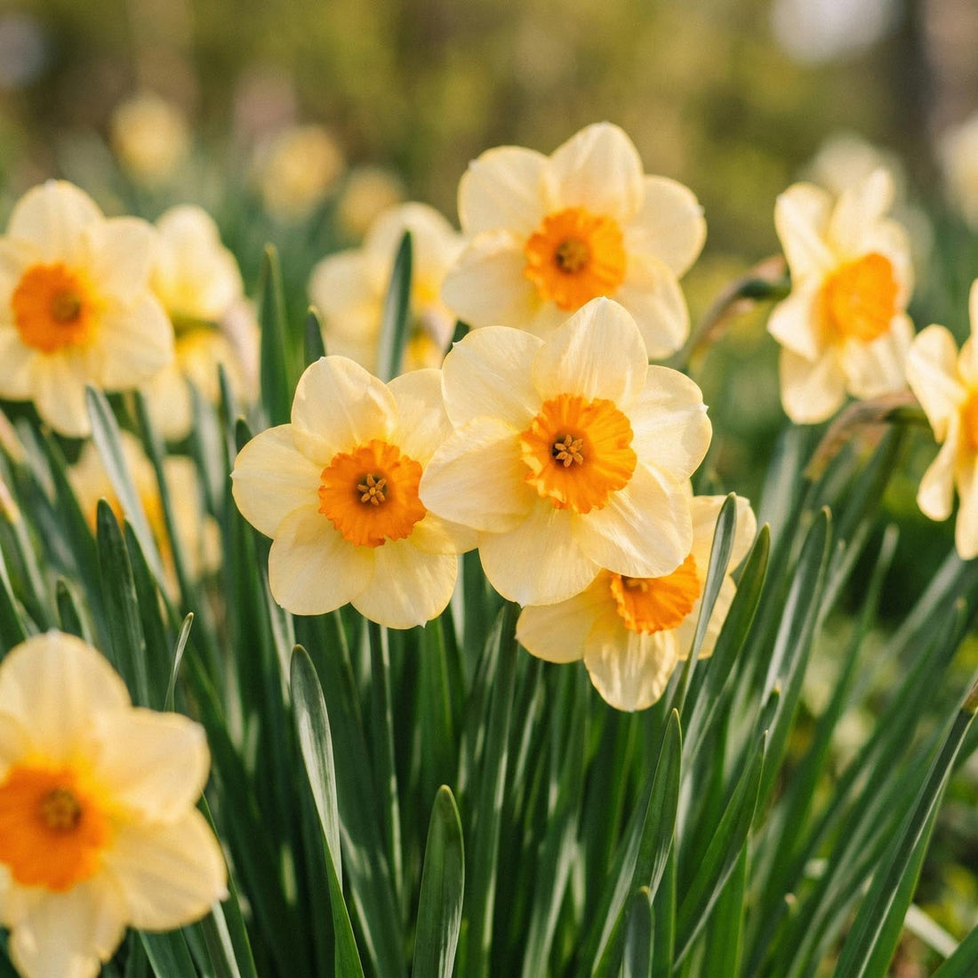 Påskelilje, Narcissus 'Kedron'