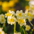 Påskelilje, Narcissus 'Minnow'