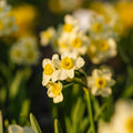 Påskelilje, Narcissus 'Minnow'