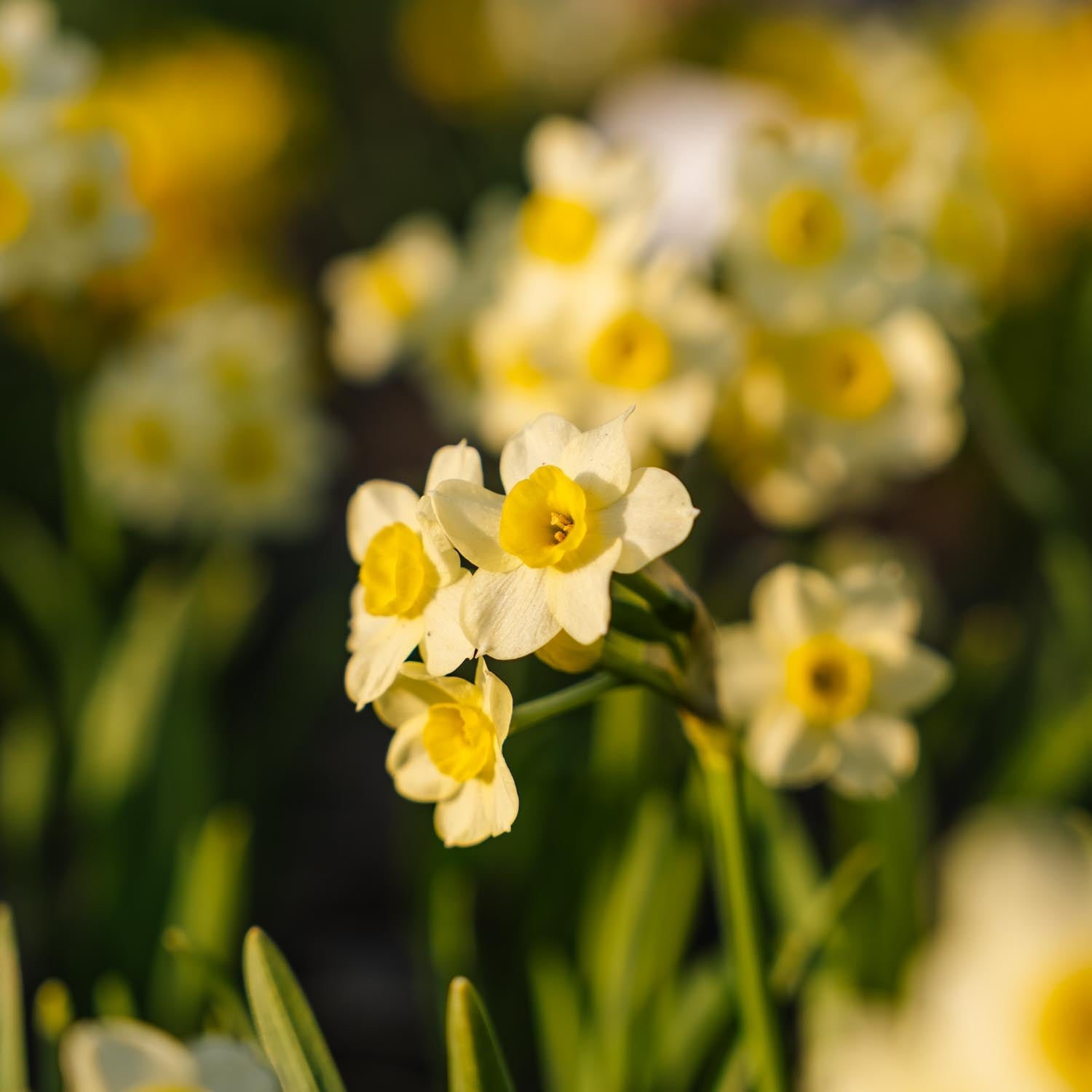 Påskelilje, Narcissus 'Minnow'