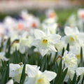 Løglasagne 'Pansy Parlour'
