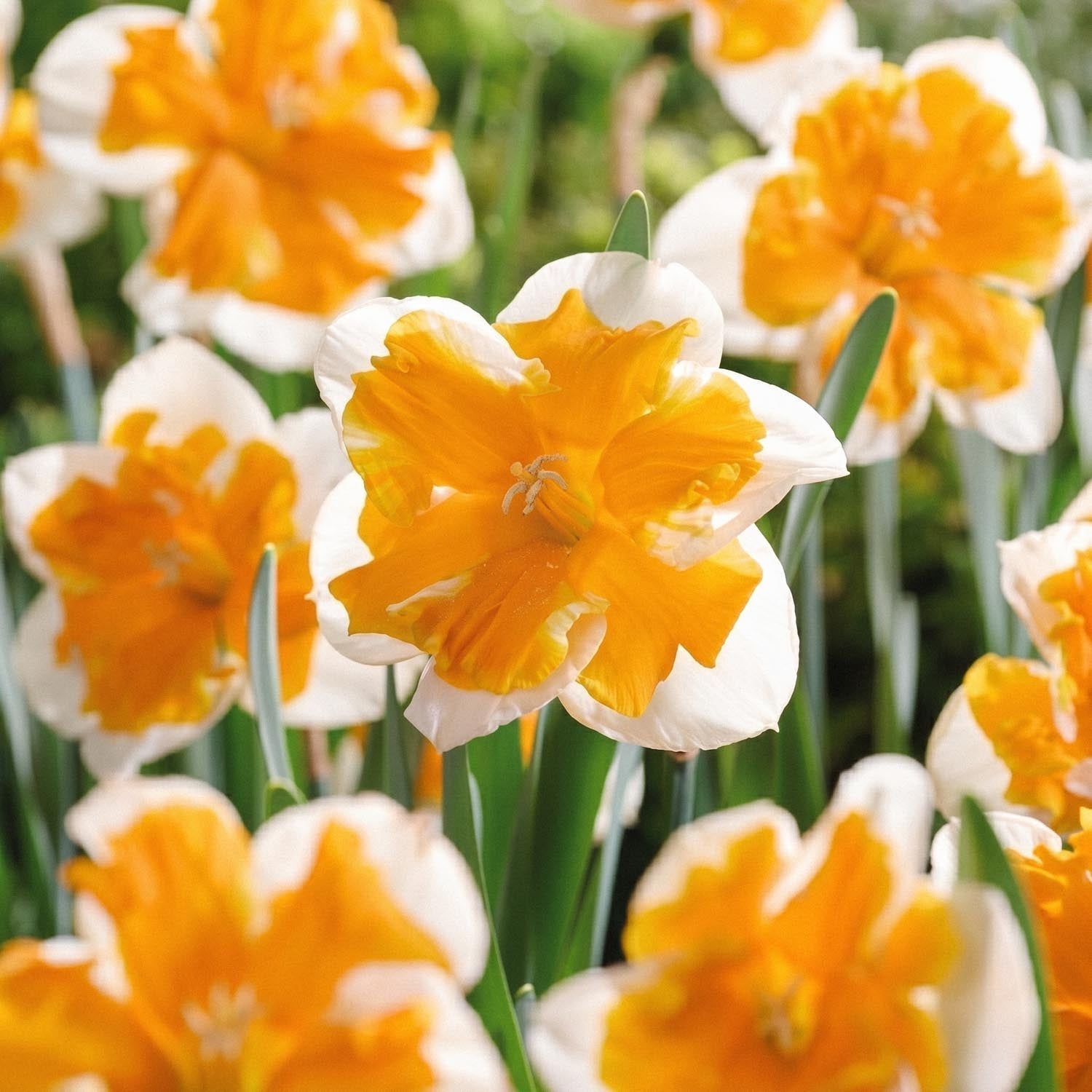 Påskelilje, Narcissus 'Orangery'