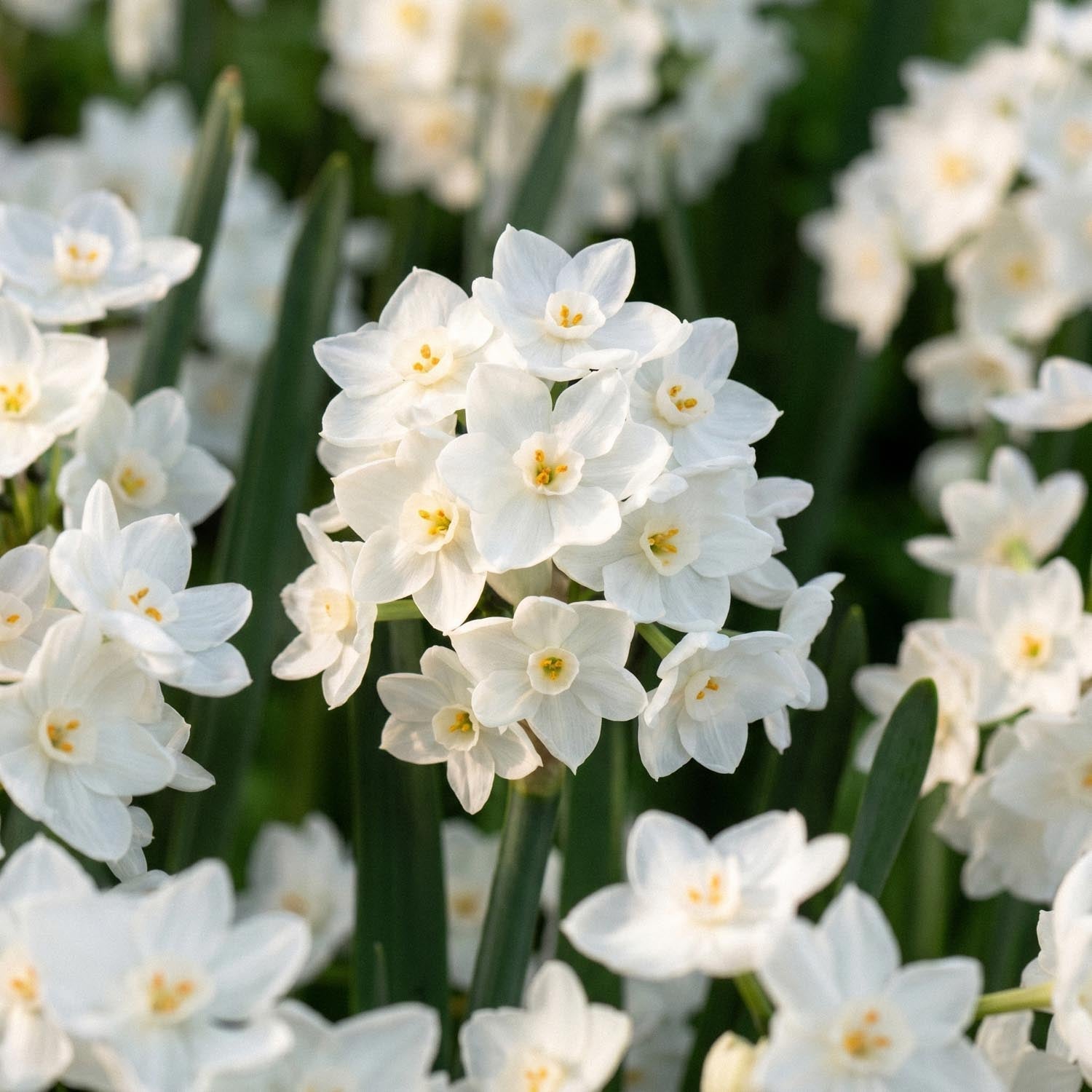 Påskelilje, Narcissus 'Paperwhite Ziva'
