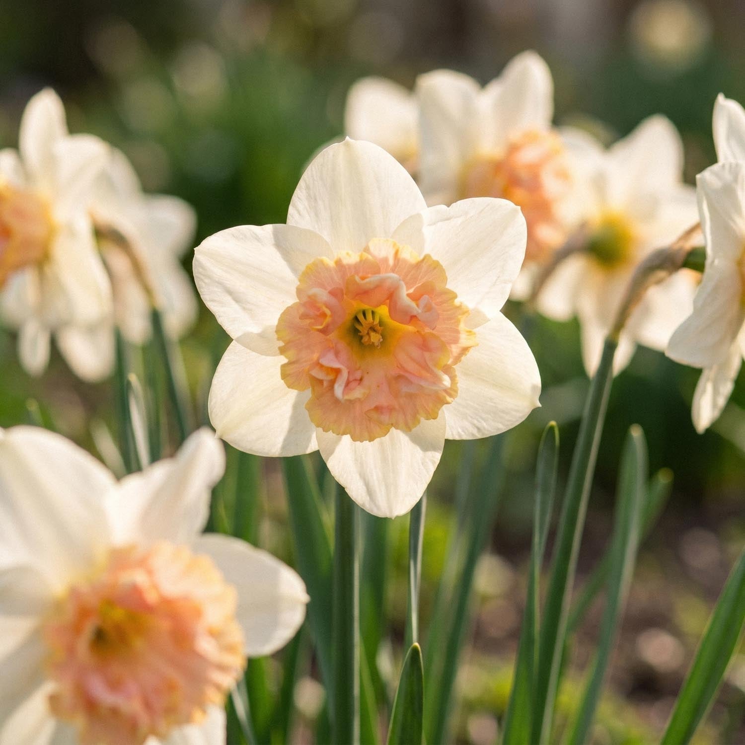 Påskelilje, Narcissus 'Petit Four'
