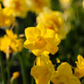 Påskelilje, Narcissus 'Quail'