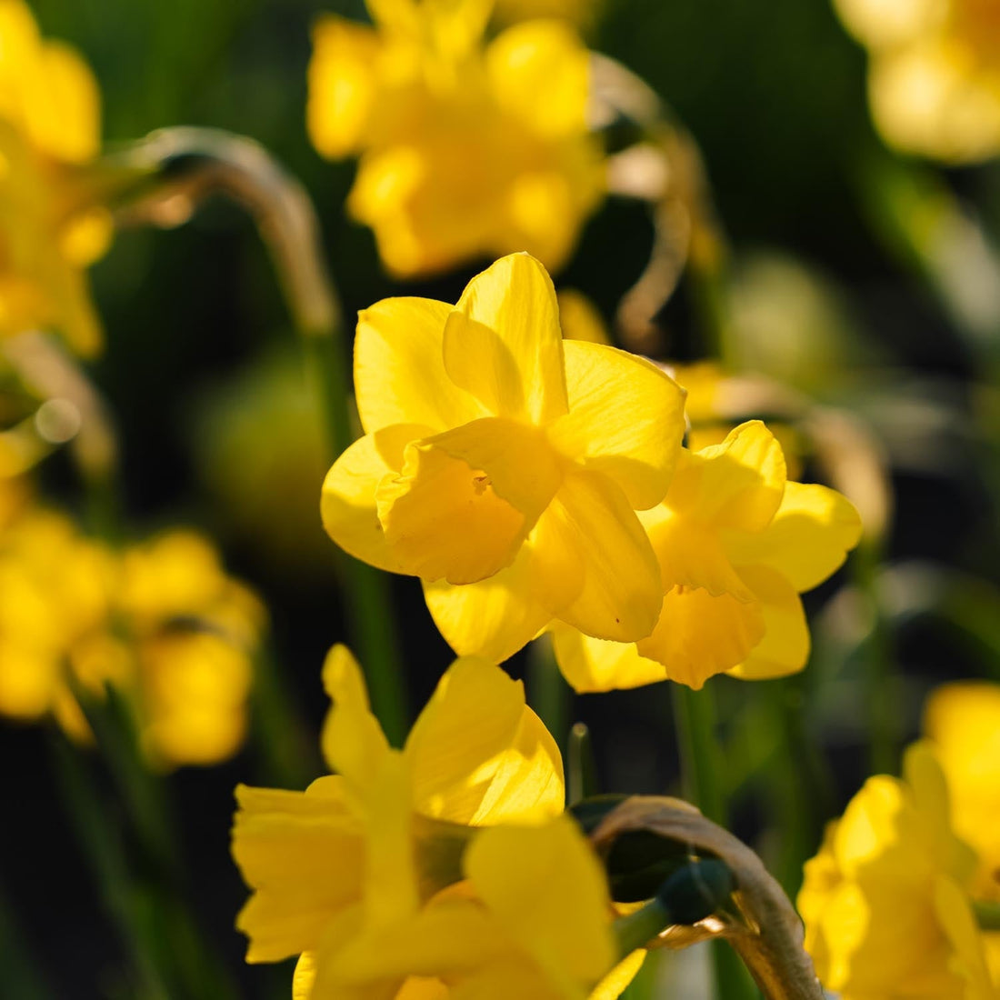 Påskelilje, Narcissus 'Quail'