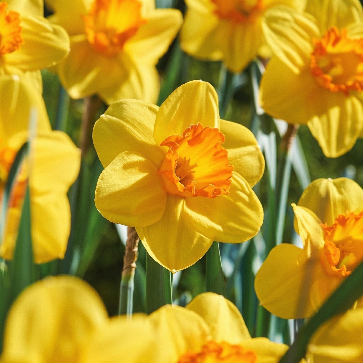 Påskelilje, Narcissus 'Red Devon'