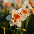 Påskelilje, Narcissus 'Replete'
