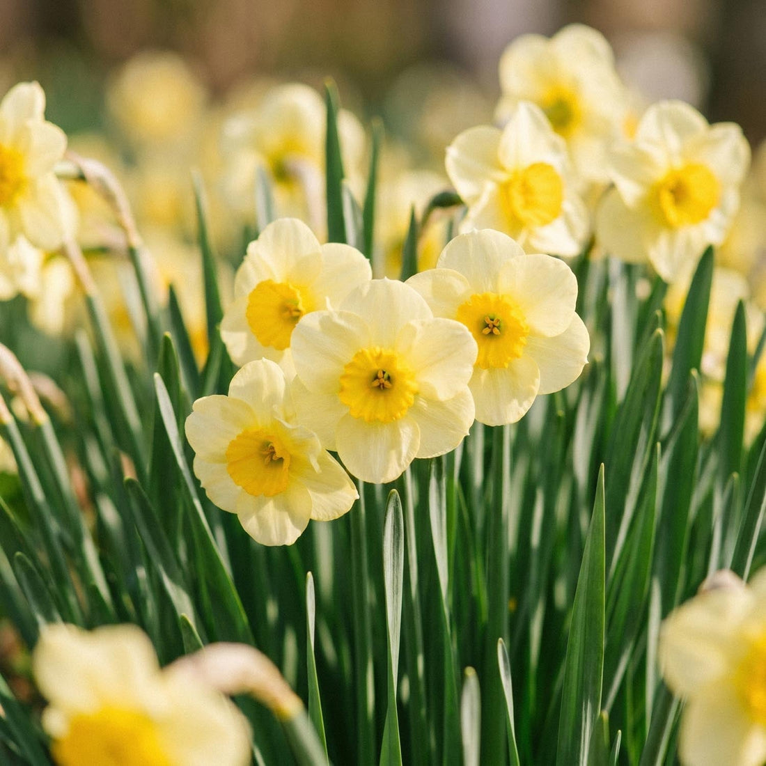 Påskelilje, Narcissus 'Sun Disc'
