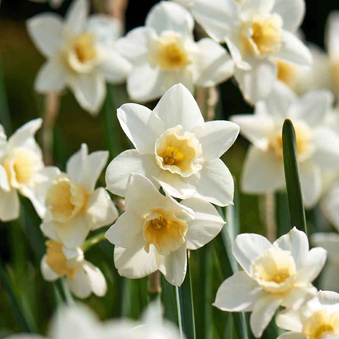 Påskelilje, Narcissus 'Sweet Love'
