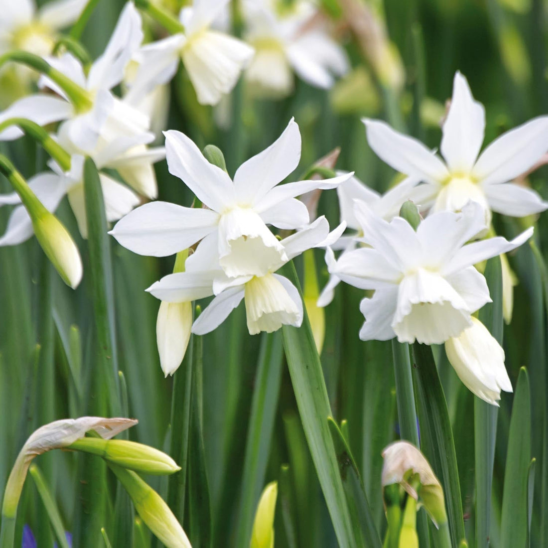 Påskelilje, Narcissus 'Thalia'