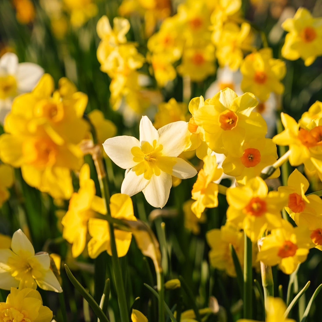 Påskeliljeblanding 'Multiflora Mix'