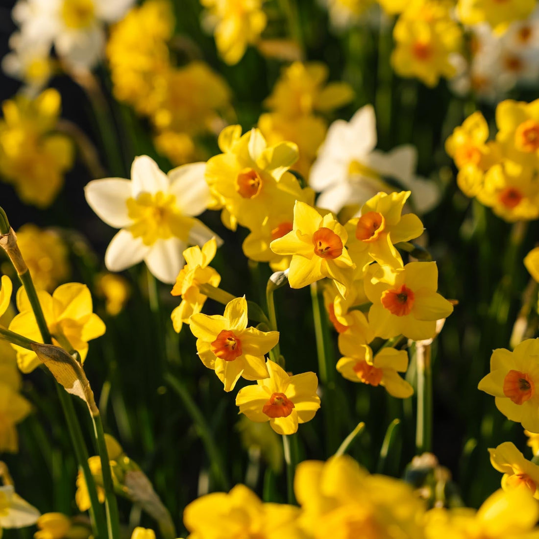 Påskeliljeblanding 'Multiflora Mix'