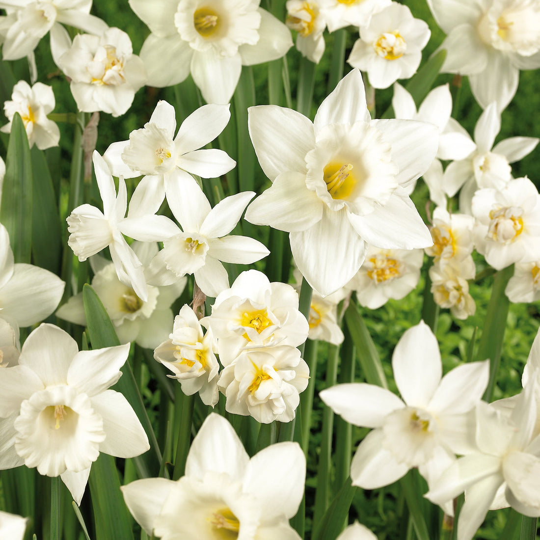 Påskeliljeblanding 'White Mixed'