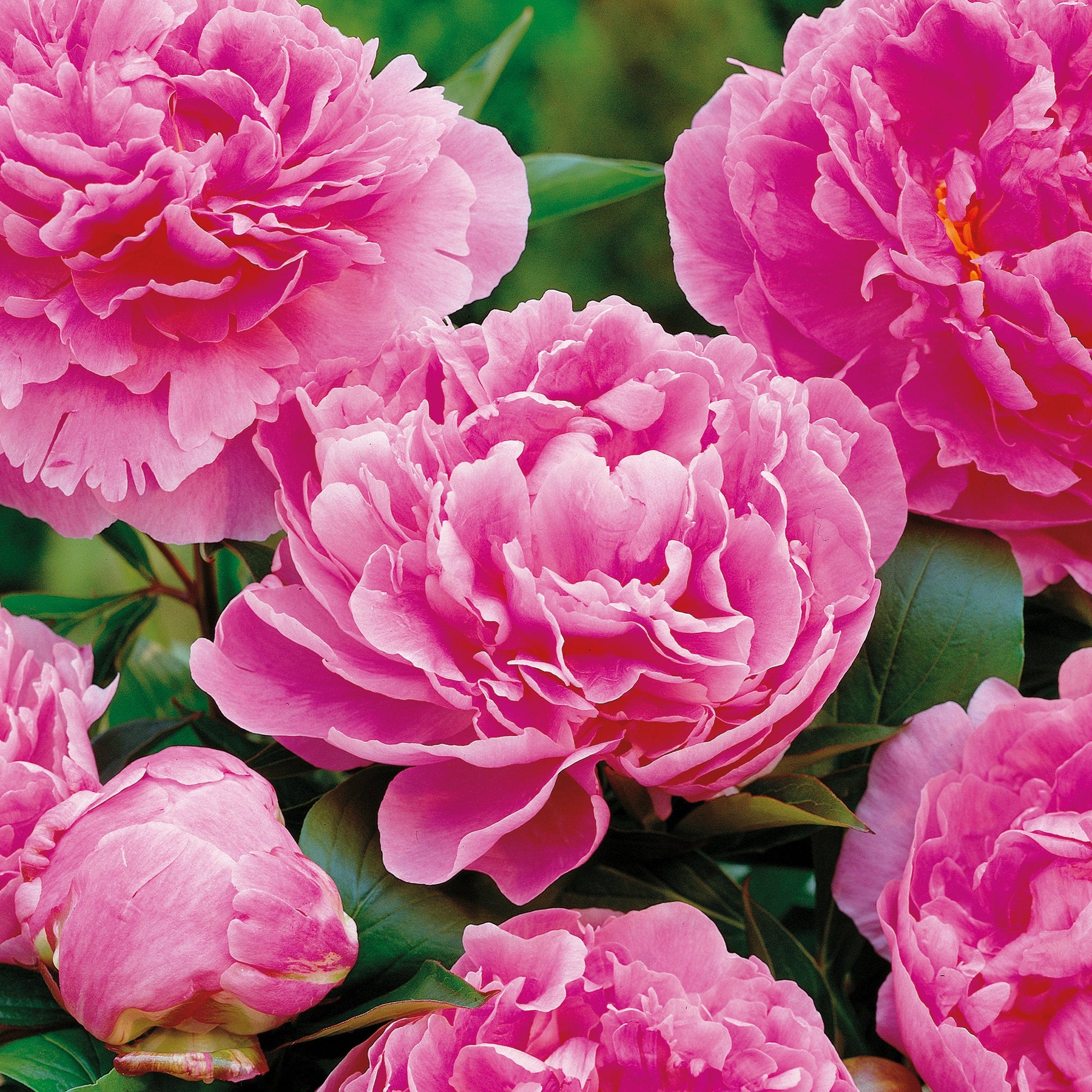 Pæon 'Alexander Fleming'