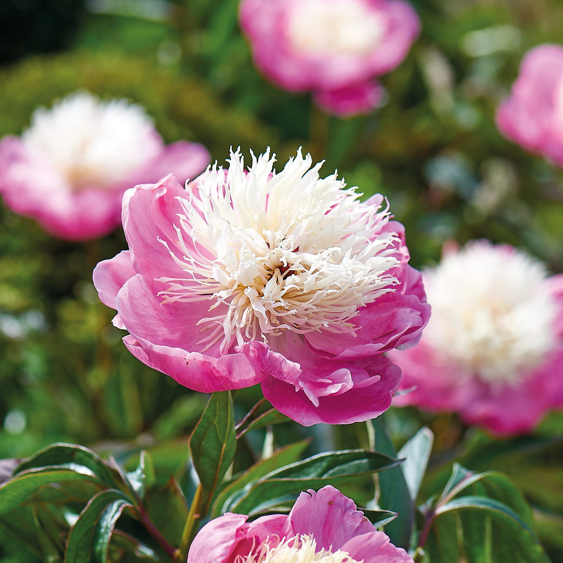 Pæon 'Bowl of Beauty'