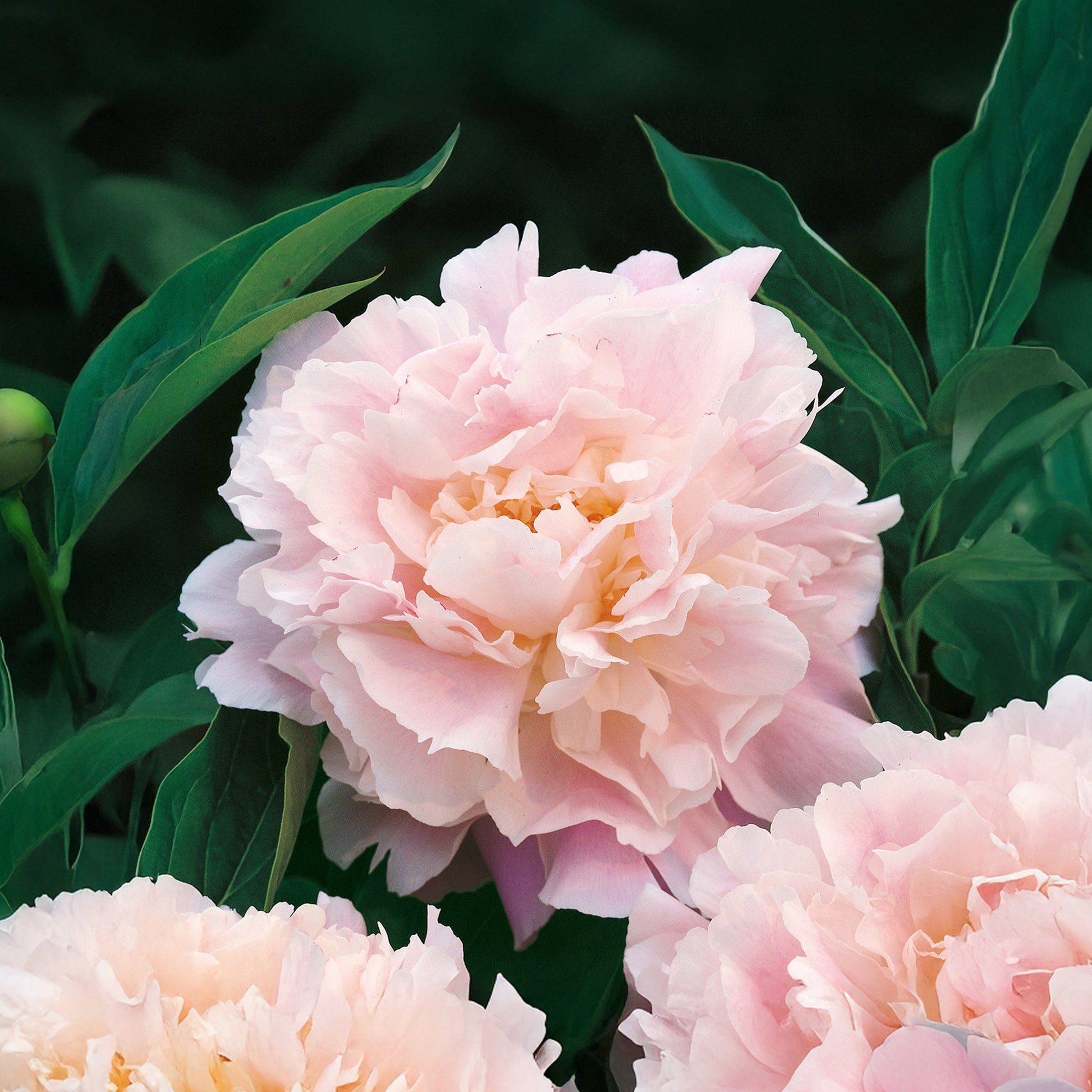 Pæon 'Catherina Fontijn'