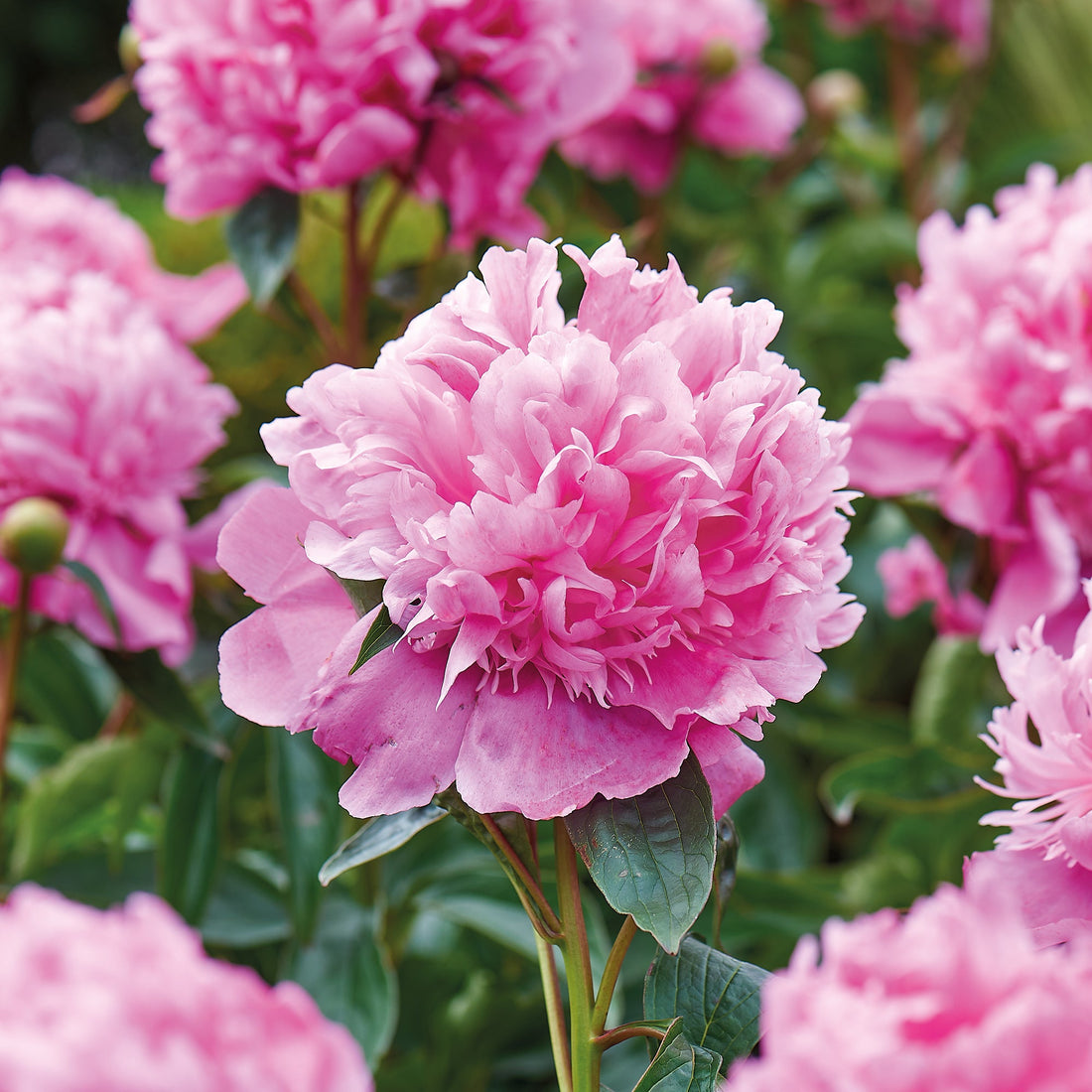 Pæon 'Monsieur Jules Elié'