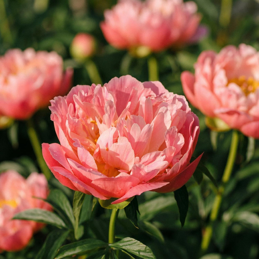 Pæon, Paeonia 'Coral Charm'