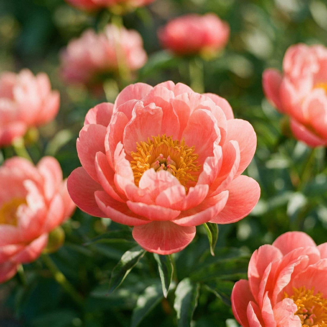 Pæon, Paeonia 'Coral Sunset'