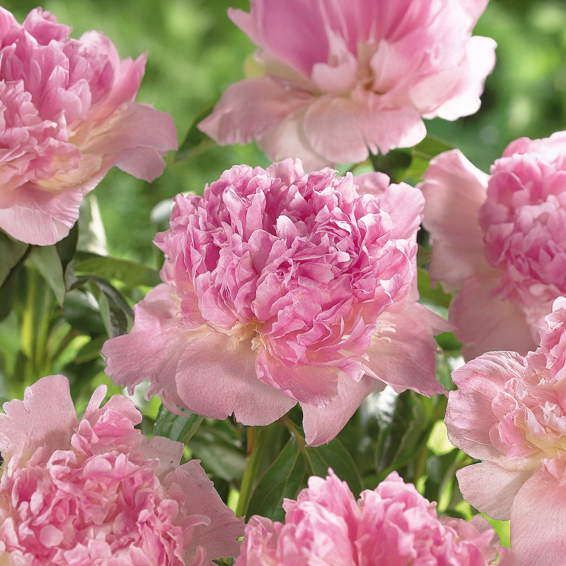 Pæon 'Raspberry Sunday'