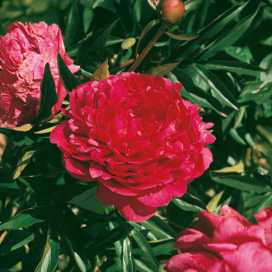 Pæon 'Red Sarah Bernhardt'
