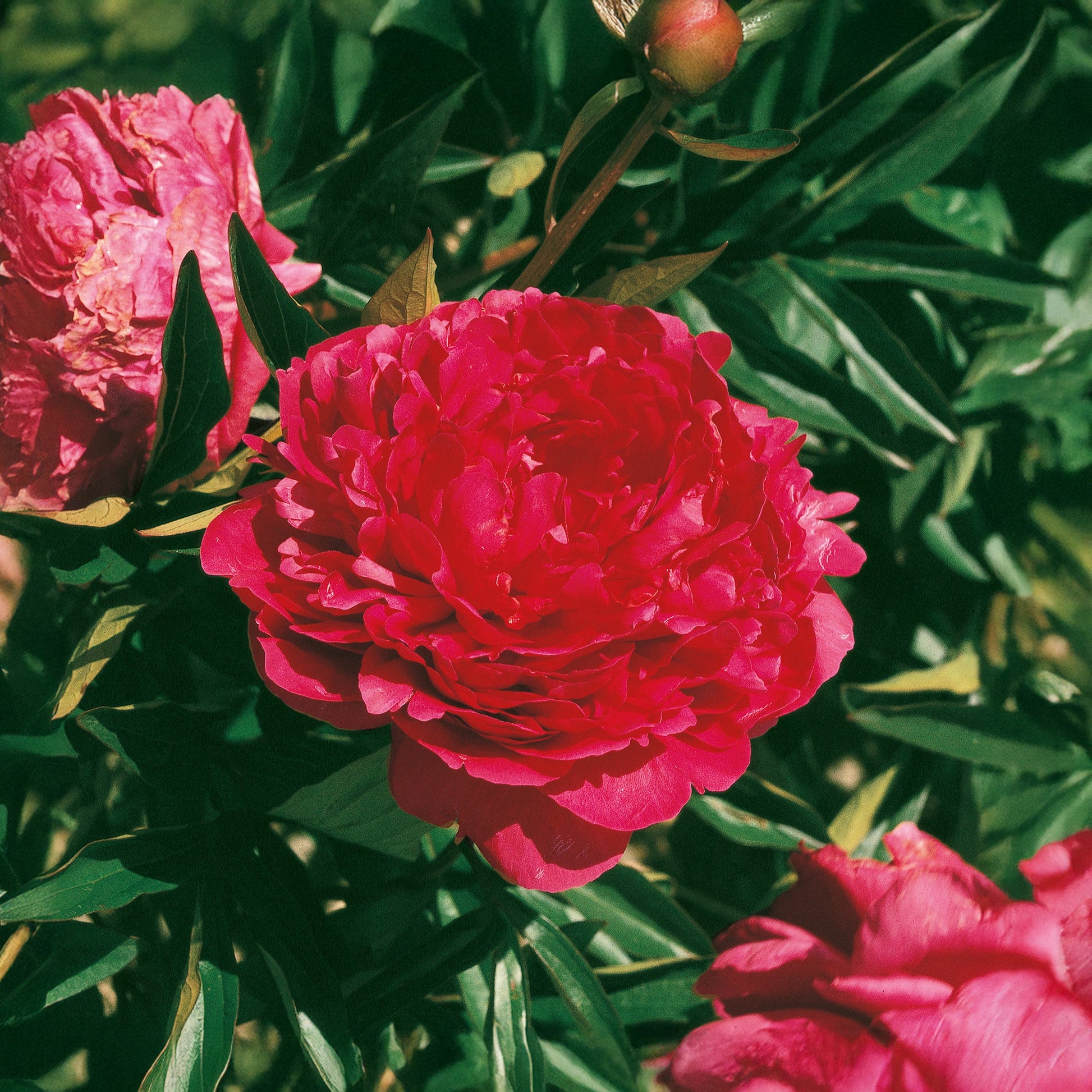Pæon 'Red Sarah Bernhardt'