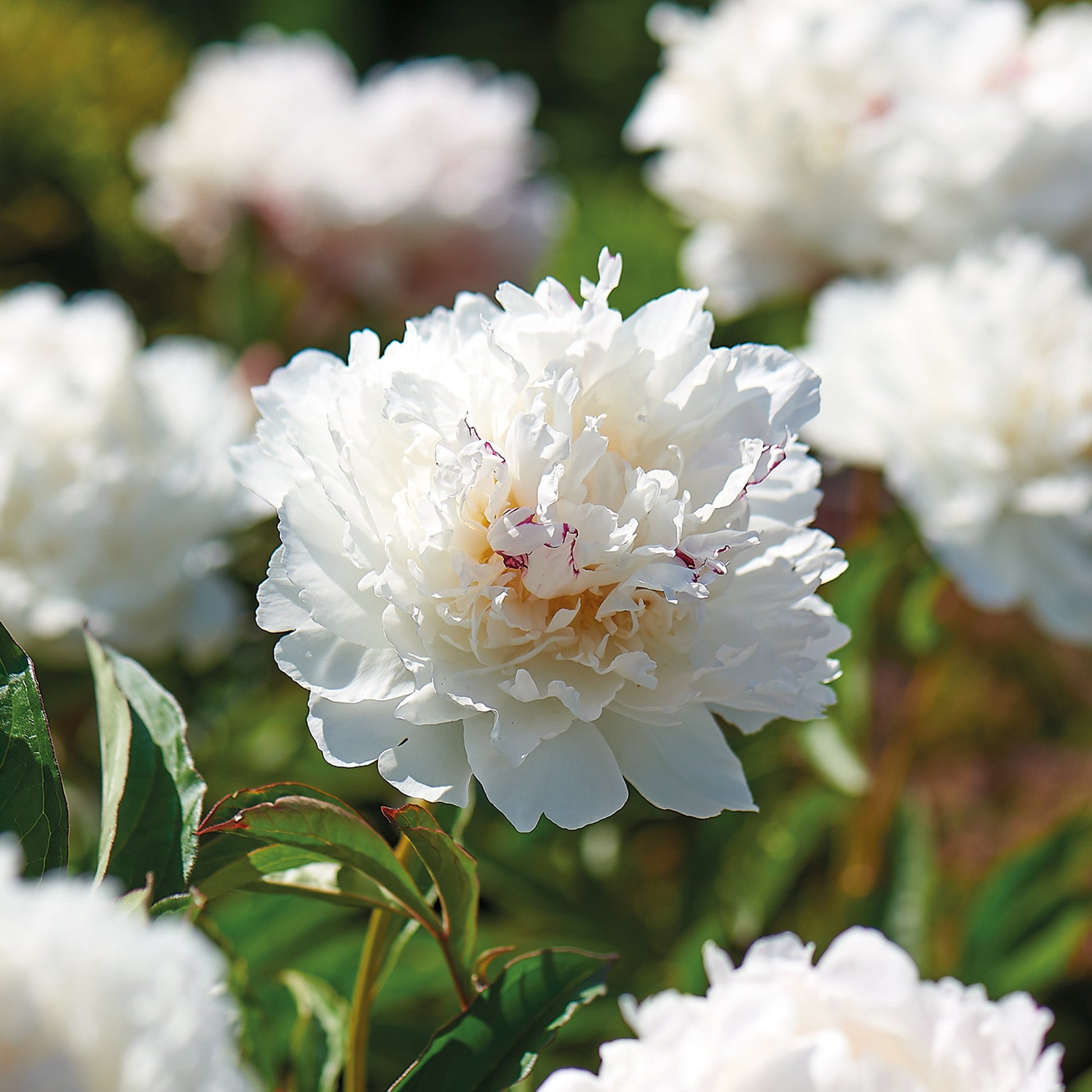 Pæon 'Shirley Temple'