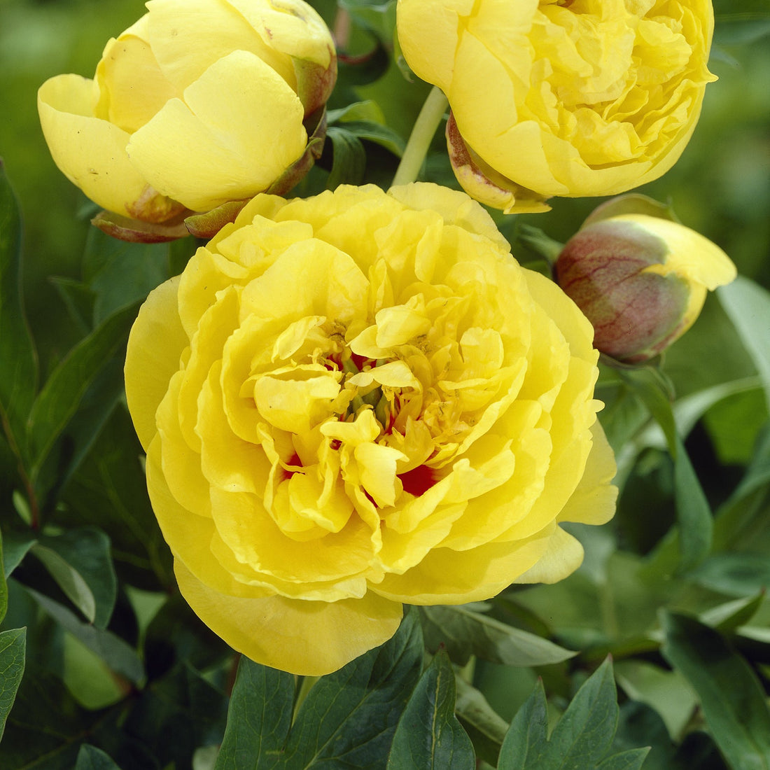 Pæon 'Yellow Crown'